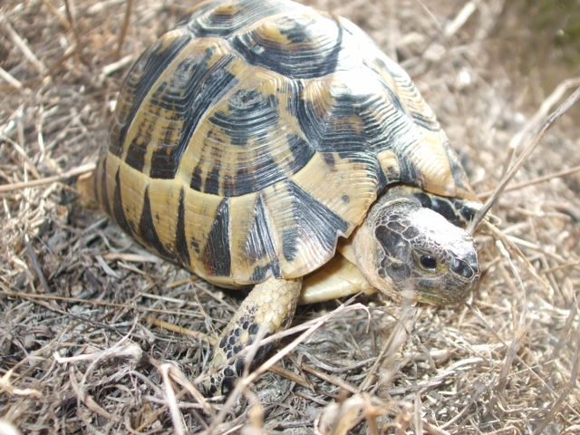 Voluntarios de toda España participan en el 'Proyecto Testudo' de seguimiento de la tortuga mora en Puerto Lumbreras