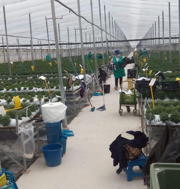 Sector de la flor cortada y planta ornamental