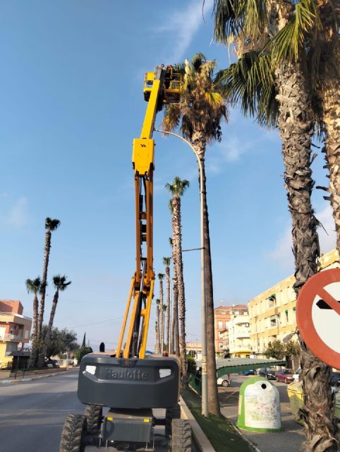 El Ayuntamiento de Puerto Lumbreras inicia la campaña de anual de poda de palmeras del municipio