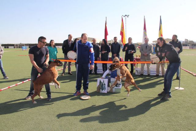 Puerto Lumbreras acoge la XIV Monográfica Regional de Bóxer