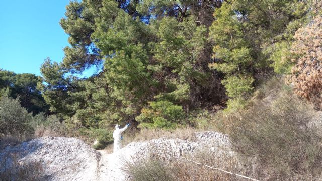 Puerto Lumbreras lucha contra la procesionaria en pinos del perímetro del casco urbano