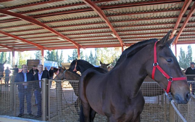 Puerto Lumbreras acoge este fin de semana una nueva edición de la Feria de Ganado Equino