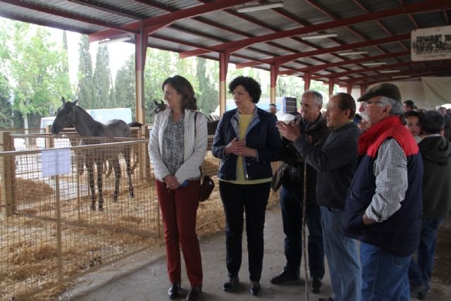 Unos 400 animales se exponen en la Feria de Ganado Equino de Puerto Lumbreras que comienza hoy