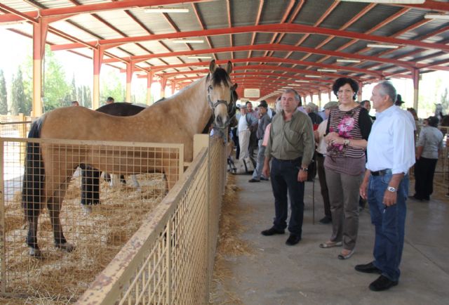 Inaugurada la Feria de Ganado Equino de Puerto Lumbreras 2014 que muestra más de 400 ejemplares de ganado durante todo el fin de semana
