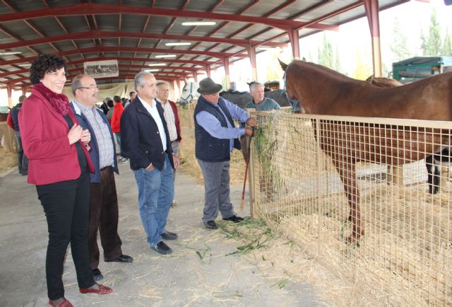 Inaugurada la tradicional Feria de Ganado Equino con la participación de más de 400 cabezas de ganado