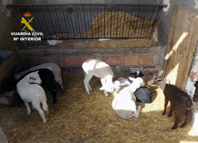 La Guardia Civil recupera una decena de corderos sustraídos en la provincia de Almería
