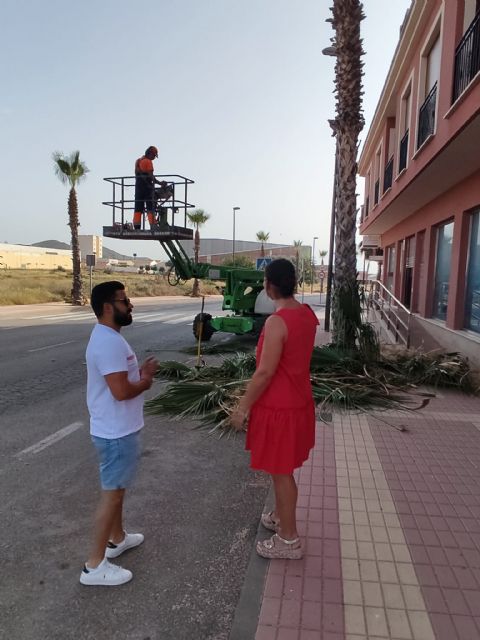El Ayuntamiento de Puerto Lumbreras inicia la campaña de poda de palmeras en el municipio
