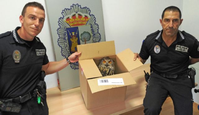 La Policía Local de Puerto Lumbreras rescata a un ejemplar de Búho Real