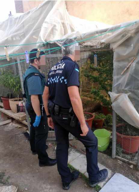 La Guardia Civil desmantela un invernadero clandestino de marihuana en Puerto Lumbreras