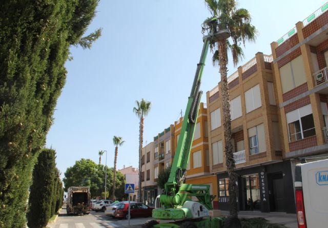 El Ayuntamiento inicia un plan de poda de palmeras para mejorar la seguridad y estética del municipio